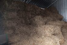 Photo of Pilny apel z piotrkowskiego schroniska: „Kończy nam się słoma!”