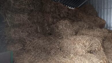 Photo of Pilny apel z piotrkowskiego schroniska: „Kończy nam się słoma!”