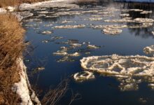 Photo of Na Pilicy tworzy się zator lodowy. Mieszkańcom grożą podtopienia?