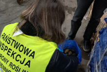 Photo of Zmieniają się przepisy ochrony roślin