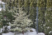 Photo of Co zrobić z choinką po świętach?