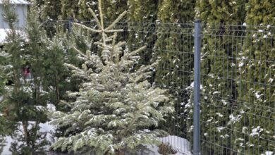 Photo of Co zrobić z choinką po świętach?