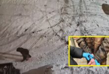 Photo of Okrucieństwo wobec zwierząt w Piotrkowie. Wyrzucił do śmieci 5 kociąt! – FILM