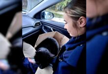 Photo of Potrącony przez samochód kot, uratowany przez sulejowskich policjantów