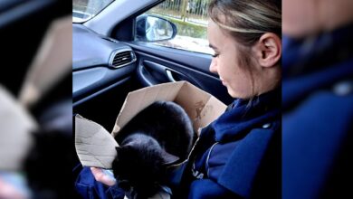 Photo of Potrącony przez samochód kot, uratowany przez sulejowskich policjantów