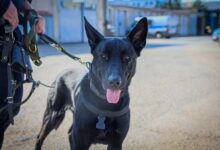 Photo of Hades – nowy funkcjonariusz na czterech łapach