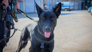 Photo of Hades – nowy funkcjonariusz na czterech łapach