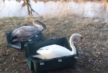 Photo of Druga szansa dla dzikich zwierząt. Puszczyki i łabędzie wróciły na wolność