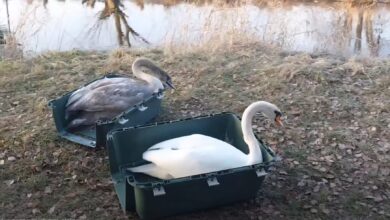 Photo of Druga szansa dla dzikich zwierząt. Puszczyki i łabędzie wróciły na wolność