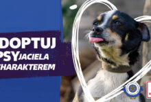 Photo of Psy z piotrkowskiego schroniska na plakatach w całej Polsce