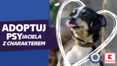 Photo of Psy z piotrkowskiego schroniska na plakatach w całej Polsce