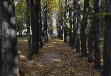 Photo of Mroczny sekret parku Belzackiego – kto spoczywa pod jednym z parkowych drzew?