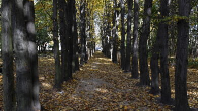 Photo of Mroczny sekret parku Belzackiego – kto spoczywa pod jednym z parkowych drzew?