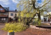 Photo of Wichura uszkodziła symbol Gorzkowic. Co dalej z wierzbami na Rynku?