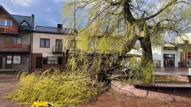 Photo of Wichura uszkodziła symbol Gorzkowic. Co dalej z wierzbami na Rynku?