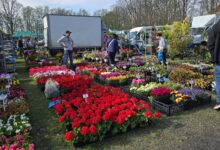 Photo of Rekord frekwencji podczas XIX targów „Pamiętajmy o ogrodach”