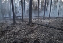Photo of „W pamięci zostaną mi obrazy spalonych lasów, ta wyjątkowo czarna ziemia. To są naprawdę straszne widoki…”