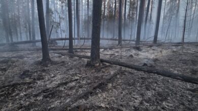 Photo of „W pamięci zostaną mi obrazy spalonych lasów, ta wyjątkowo czarna ziemia. To są naprawdę straszne widoki…”