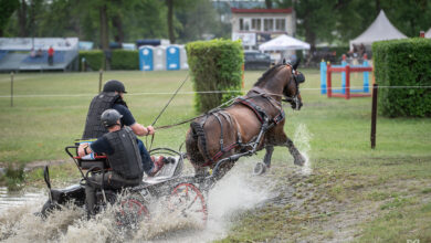 Photo of Jak było na zawodach w powożeniu w Bogusławicach? Sprawdź fotorelację z tego wydarzenia