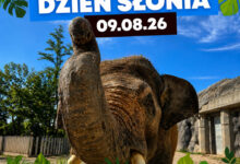 Photo of Dzień Słonia w Orientarium ZOO Łódź