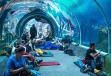 Photo of Długi weekend pod namiotem w Orientarium ZOO Łódź – przeżyj wyjątkową noc już 14 sierpnia!