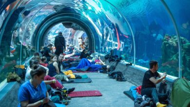 Photo of Długi weekend pod namiotem w Orientarium ZOO Łódź – przeżyj wyjątkową noc już 14 sierpnia!