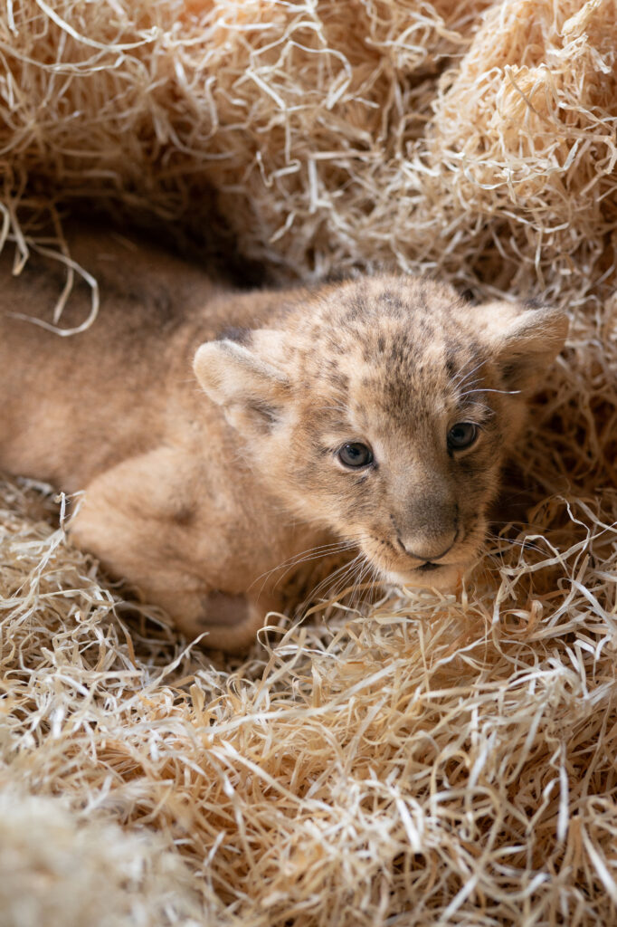 Po ponad 20 latach w łódzkim zoo znów urodziły się lwy azjatyckie! Shiva i Loki mają dwoje młodych
