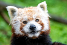 Photo of Mała panda – wielki dzień. Dzień pandy rudej w Orientarium ZOO Łódź
