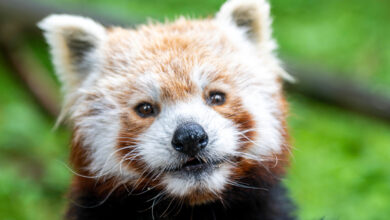 Photo of Mała panda – wielki dzień. Dzień pandy rudej w Orientarium ZOO Łódź