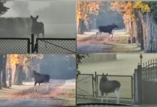 Photo of Trzy łosie zadomowiły się w okolicach Uszczyna i Poniatowa