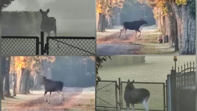 Photo of Trzy łosie zadomowiły się w okolicach Uszczyna i Poniatowa