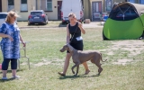 wystawa psów (25)