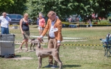 wystawa psów (29)